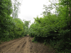 Road to Jewish Cemetery